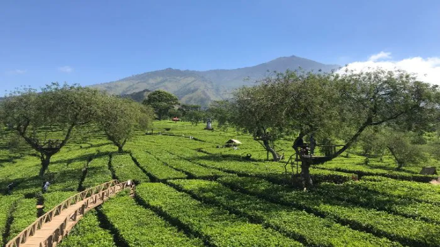 Keindahan Kebun Teh Wonosari Malang