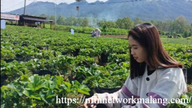 10 Wisata Petik Buah Ramah Anak di Malang
